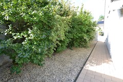 Dr. Limpensstraat 13011c.JPG